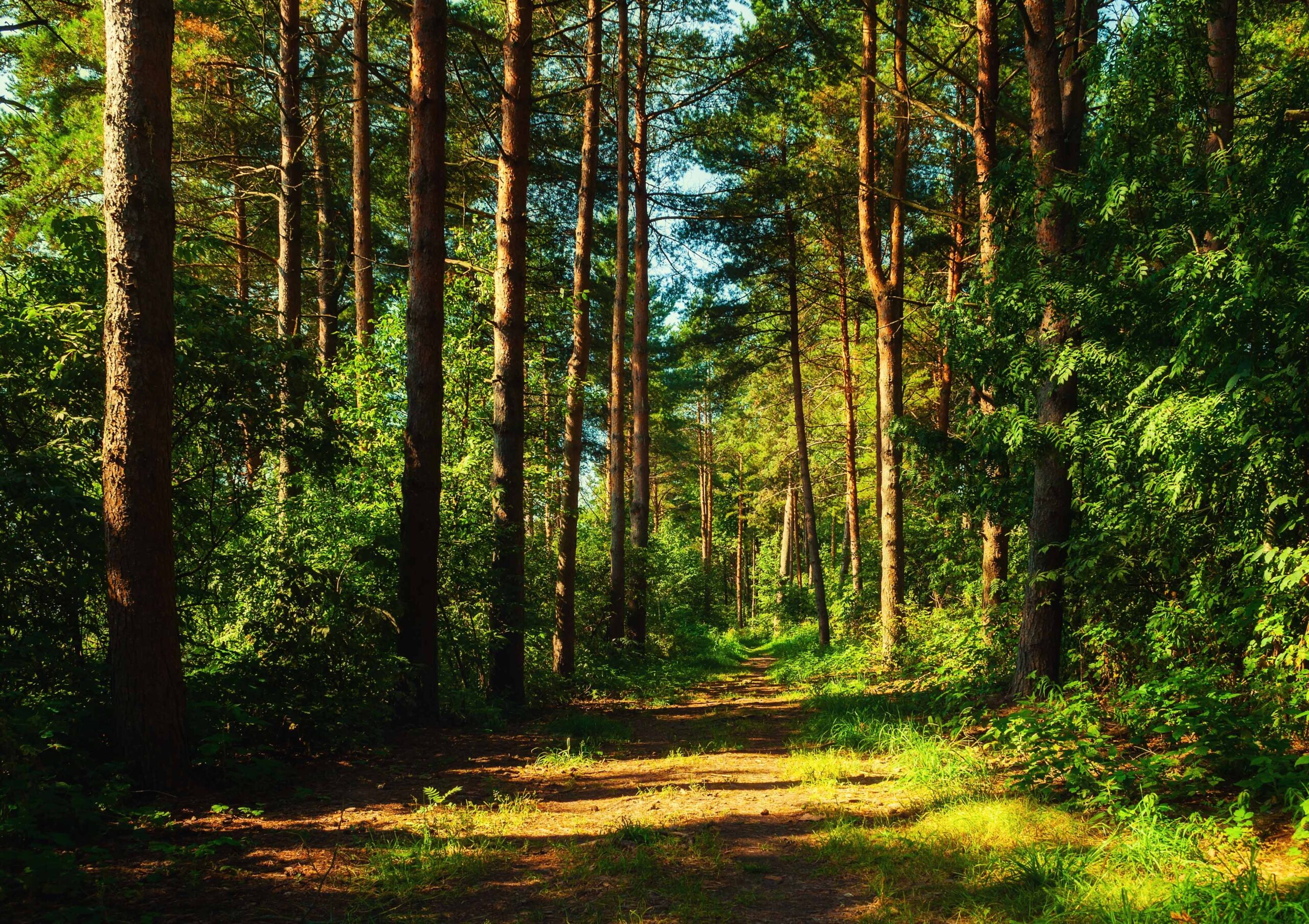 groupements-forestiers-viticoles groupements-forestiers-viticoles